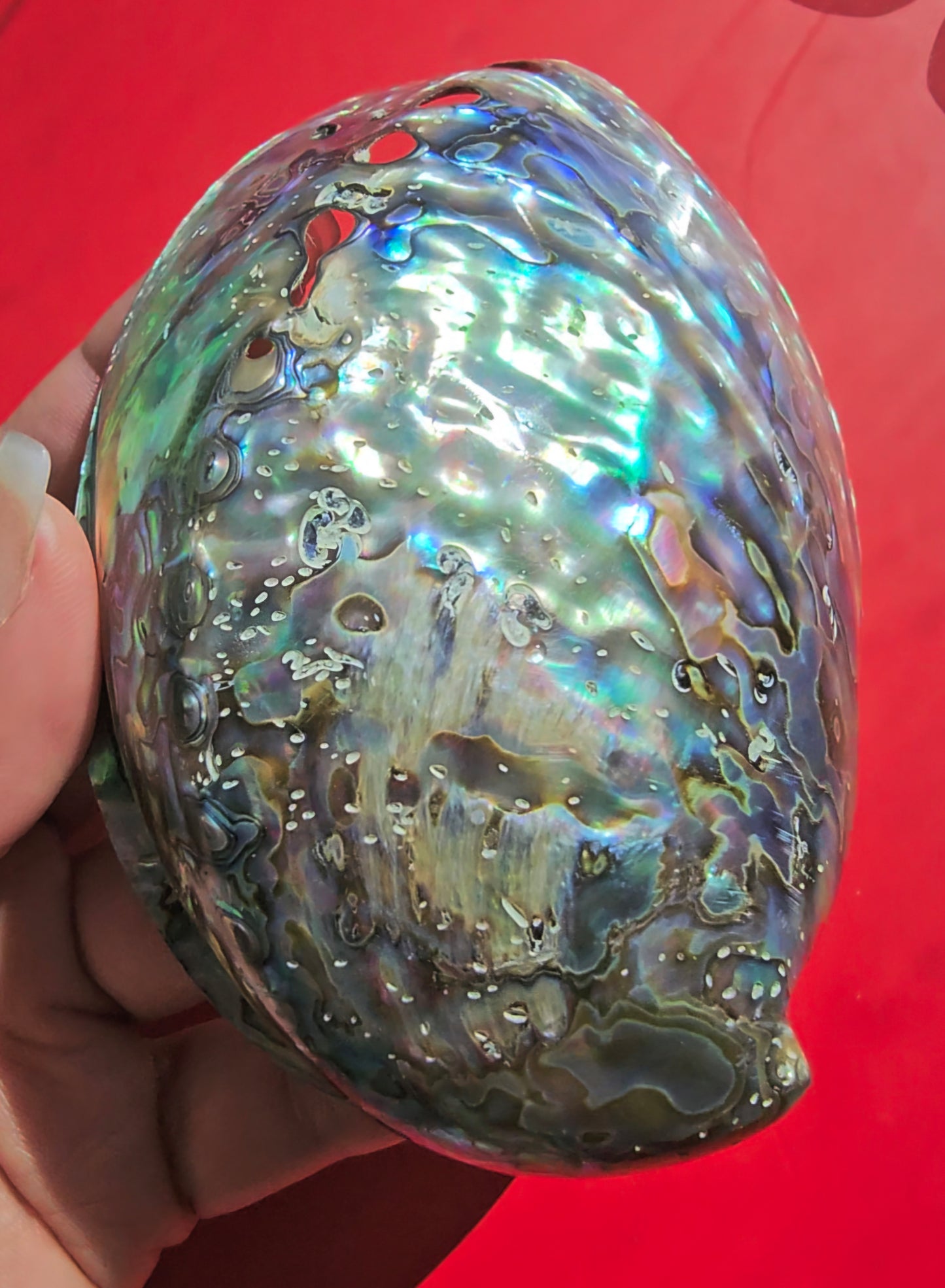 Abalone Shell